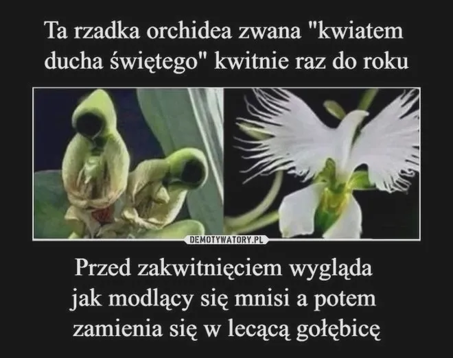 Gdzie kupić orchideę - odkryj kwiat Ducha Świętego w swoim ogrodzie