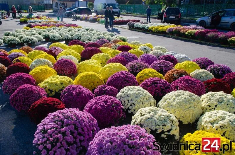 Najpiękniejsze kwiaty do wiązanki na wszystkich świętych - wybierz z sercem