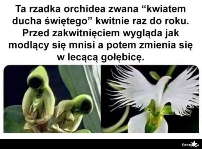 Najpiękniejsze orchidee w ogrodzie