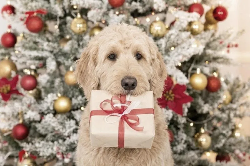 Przygotowanie psa na święta