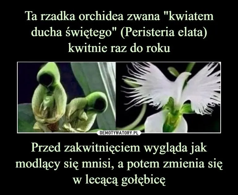 Uprawa orchidei dla początkujących