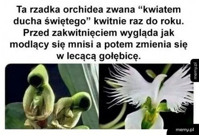 Zakup orchidei w Polsce